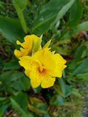 Canna flaccida