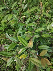 Elaeagnus lanceolata