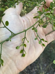 Everistia vacciniifolia nervosa
