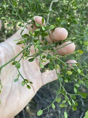 Everistia vacciniifolia nervosa