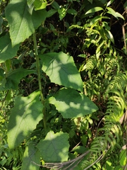 Lactuca raddeana