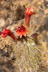 Oreocereus leucotrichus