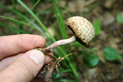 Boletellus chrysenteroides