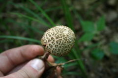 Boletellus chrysenteroides