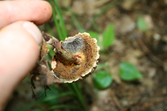 Boletellus chrysenteroides