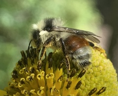 Bombus bifarius