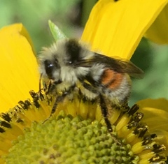 Bombus bifarius
