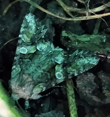 Lacanobia contigua