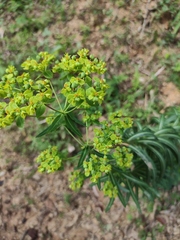 Euphorbia pekinensis