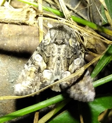 Lacanobia contigua