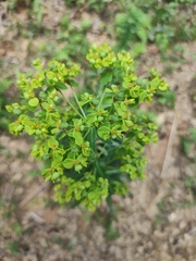 Euphorbia pekinensis