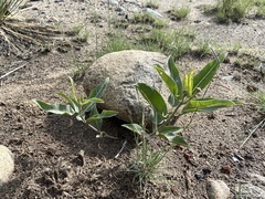 Asclepias hallii