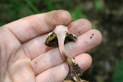 Boletellus chrysenteroides