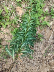 Euphorbia pekinensis