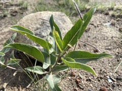 Asclepias hallii