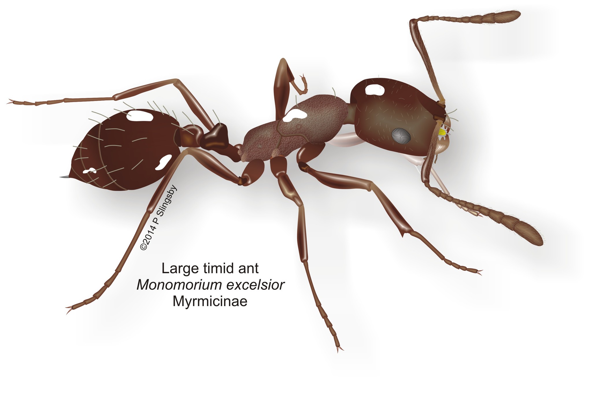 Monomorium excelsior
