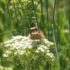 Junonia coenia coenia