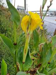 Canna flaccida