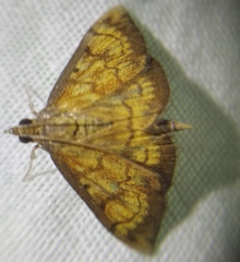Ecpyrrhorrhoe rubiginalis