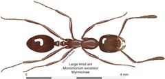 Monomorium excelsior