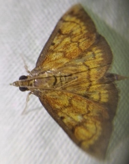 Ecpyrrhorrhoe rubiginalis