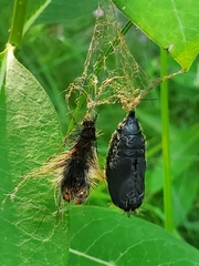 Harrisimemna trisignata