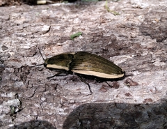 Chalcolepidius lafargi