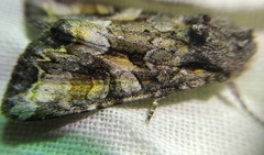 Lacanobia contigua