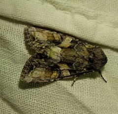 Lacanobia contigua
