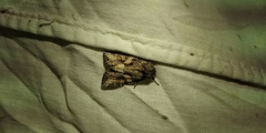 Lacanobia contigua