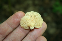 Neofavolus americanus