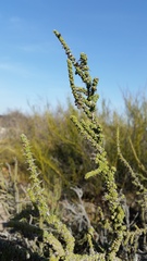 Junellia seriphioides