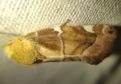 Cosmia diffinis