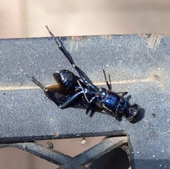 Chalybion californicum