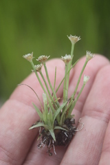 Eriocaulon togoense