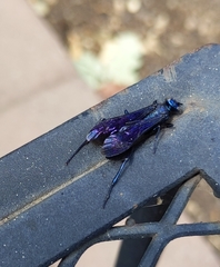 Chalybion californicum