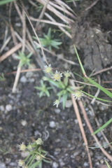 Eriocaulon togoense