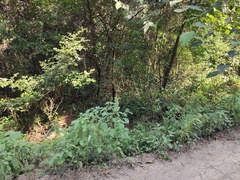 Bambusicola thoracicus