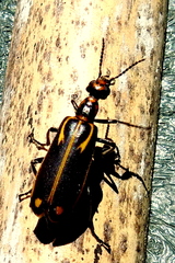 Pyrota insulata