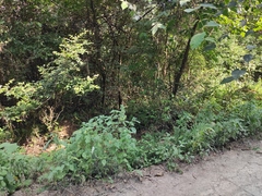 Bambusicola thoracicus