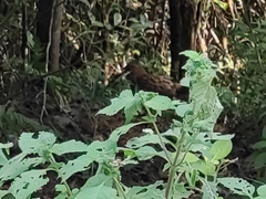 Bambusicola thoracicus