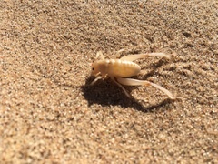 Macrobaenetes algodonensis