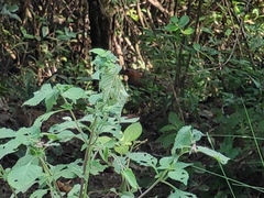 Bambusicola thoracicus