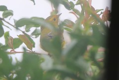 Cardellina pusilla