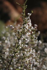 Eriocephalus microphyllus