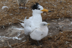 Thalasseus bernsteini