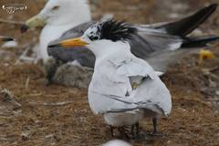 Thalasseus bernsteini