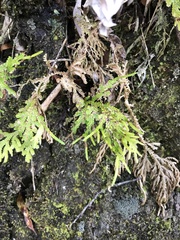 Selaginella arbuscula