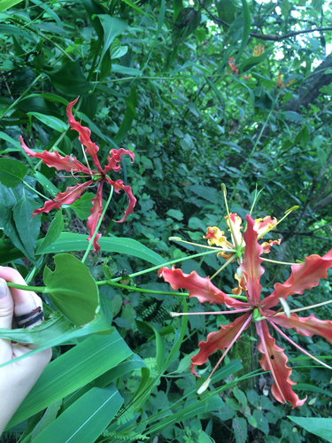 Gloriosa superba image