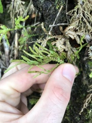 Selaginella arbuscula